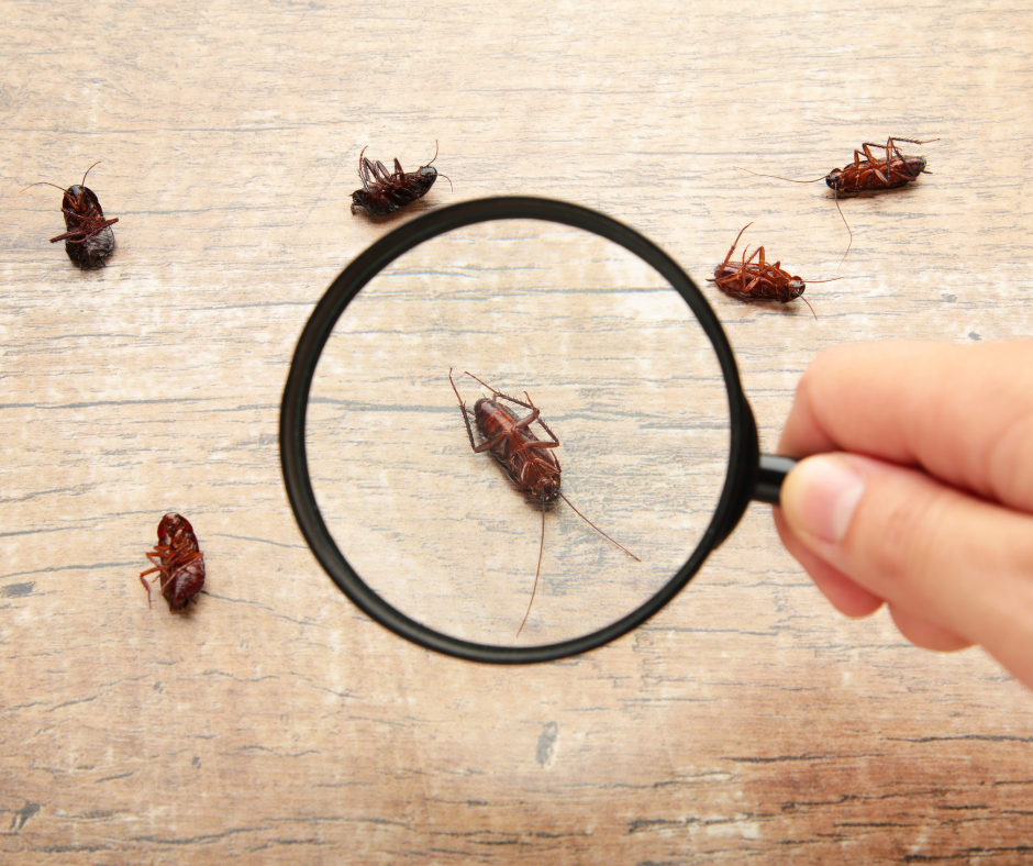 Do Landlords Have to Pay for Pest Control? UK Law Guidelines